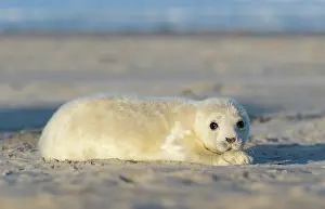 Helgoland: Grey Seal