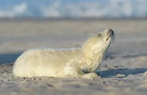 Helgoland: Grey Seal
