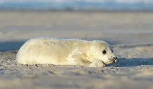 Helgoland: Grey Seal