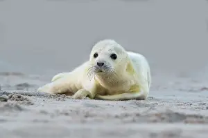 Helgoland: Grey Seal