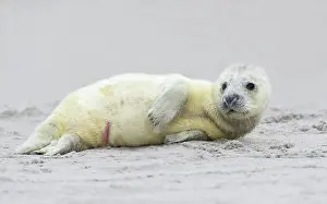 Helgoland: Grey Seal