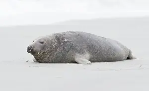 Helgoland: Grey Seal