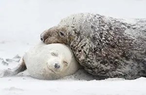 Helgoland: Grey Seal