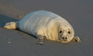 Helgoland: Grey Seal
