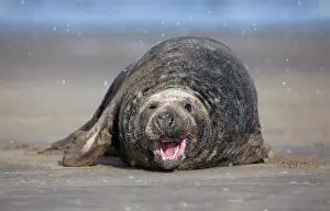 Donna: Grey Seal
