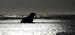 Donna: Grey Seal