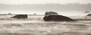 Donna: Grey Seal