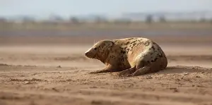 Donna: Grey Seal