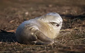 Donna: Grey Seal
