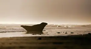 Donna: Grey Seal