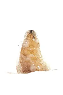 Donna: Grey Seal