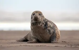 Donna: Grey Seal