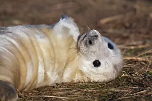Donna: Grey Seal