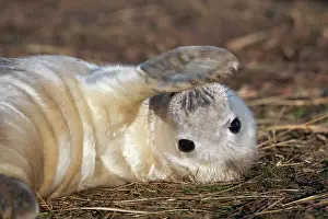 Donna: Grey Seal