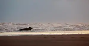 Donna: Grey Seal