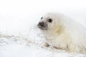 Donna: Grey Seal