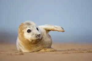 Donna: Grey Seal