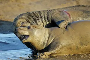 Grabbing: Grey Seal