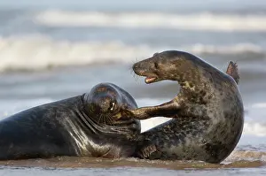 Donna: Grey Seal