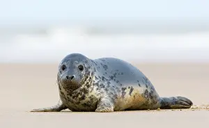 Donna: Grey Seal