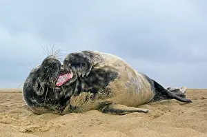 Donna: Grey Seal