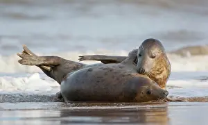 Donna: Grey Seal