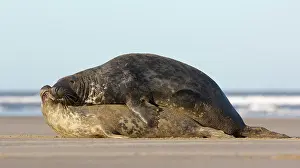 Donna: Grey Seal