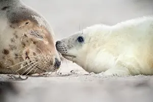 Helgoland: Grey Seal