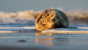 Donna: Grey Seal