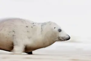 Donna: Grey Seal