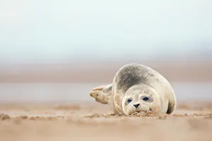 Donna: Grey Seal