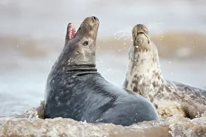 Donna: Grey Seal