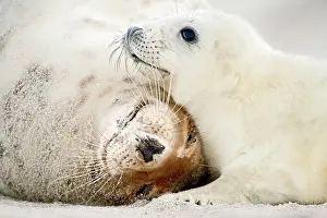 Halichoerus: Grey Seal