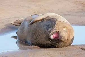 Puddles: Grey Seal - adult cow lying on a sandy beach yawning