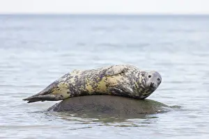 Halichoerus: Grey Seal - adult seal resting on a stone in the
