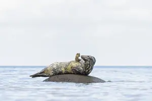Halichoerus: Grey Seal - adult seal resting on a stone in the