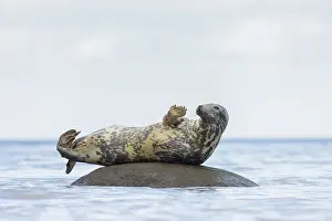 Halichoerus: Grey Seal - adult seal resting on a stone in the