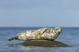 Halichoerus: Grey Seal - adult seal resting on a stone in the