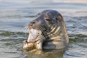 Flatfish: Grey Seal - adult seal swimming with an European