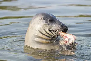 Flatfish: Grey Seal - adult seal swimming with an European