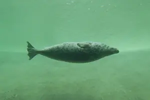 190219: Grey Seal - adult seal under water in a