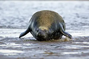 Hauling: Grey Seal - bull hauling itself on to sand-bank