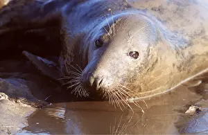 Whiskers: GREY SEAL - CLOSE-UP OF HEAD