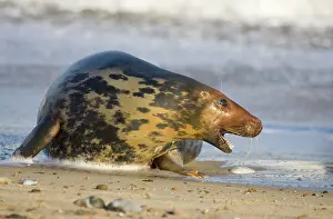 Agressive: Grey Seal - cow in agressive posture