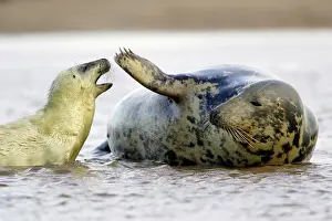 Flippers: Grey Seal - cow with pup in sea