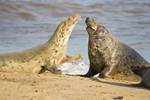 Confronation: Grey Seal - Cow Resisting Attention of Bull