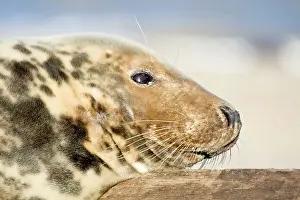 Groyne: Grey Seal - cow resting head on wooden groyne