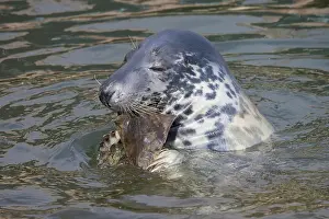 Flat: Grey Seal fish