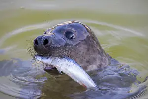 Pinnipeds: Grey Seal Fish