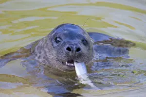 Pinnipeds: Grey Seal Fish